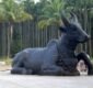 Nandi, the devotional bull